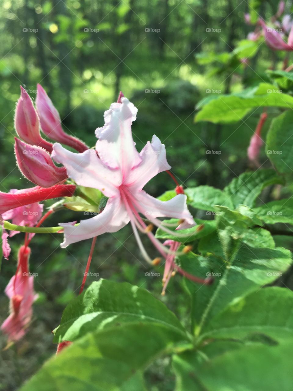 Lovely pink flower found in luscious green forest