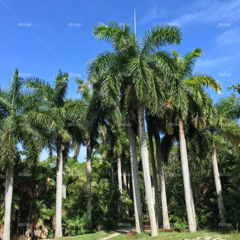Palm trees. 