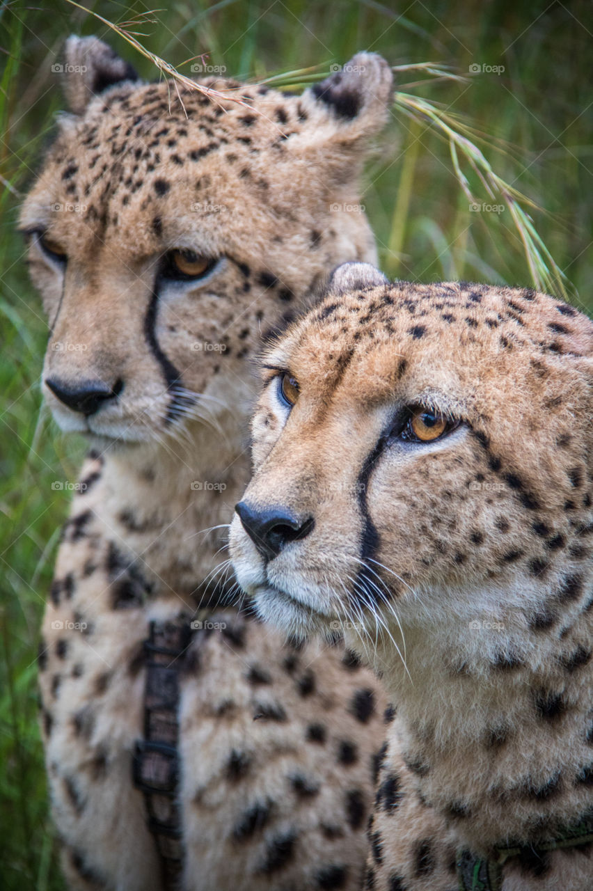 Cheetahs