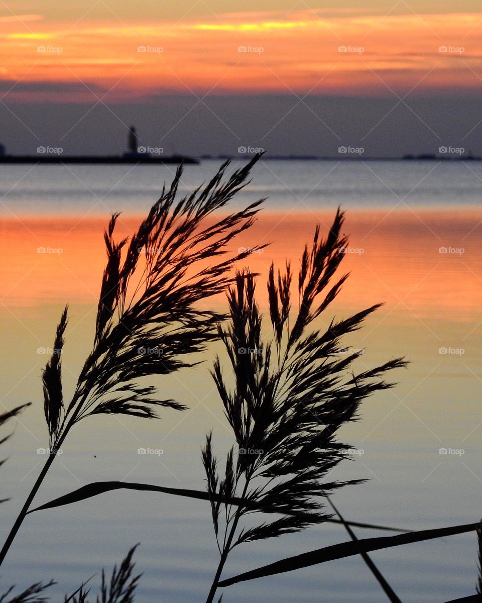 Silhouette of plant during sunset