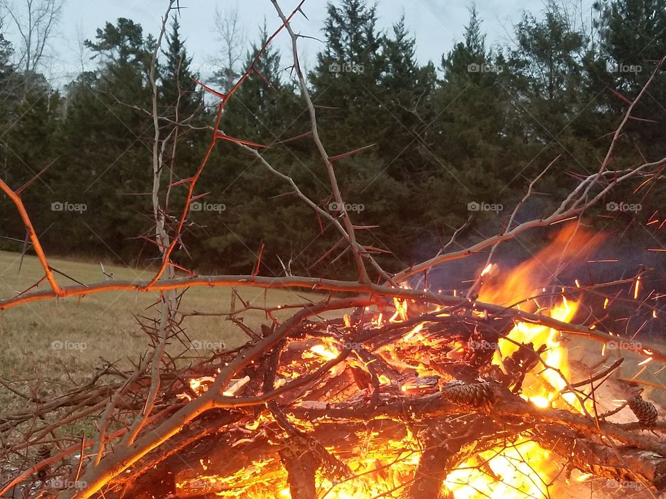 burning thorn branches in a fire