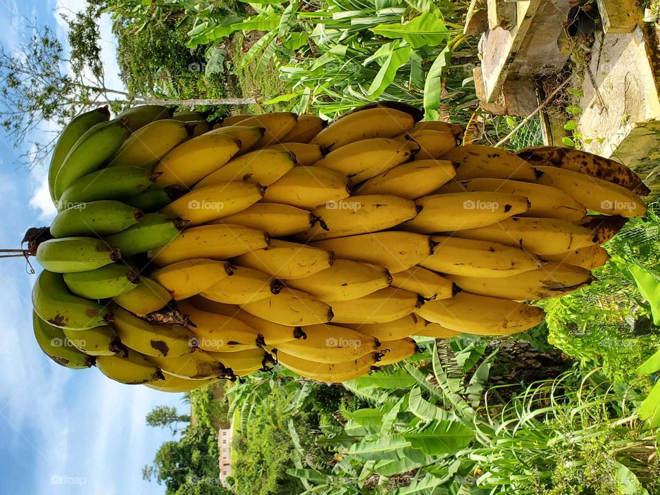 bananas