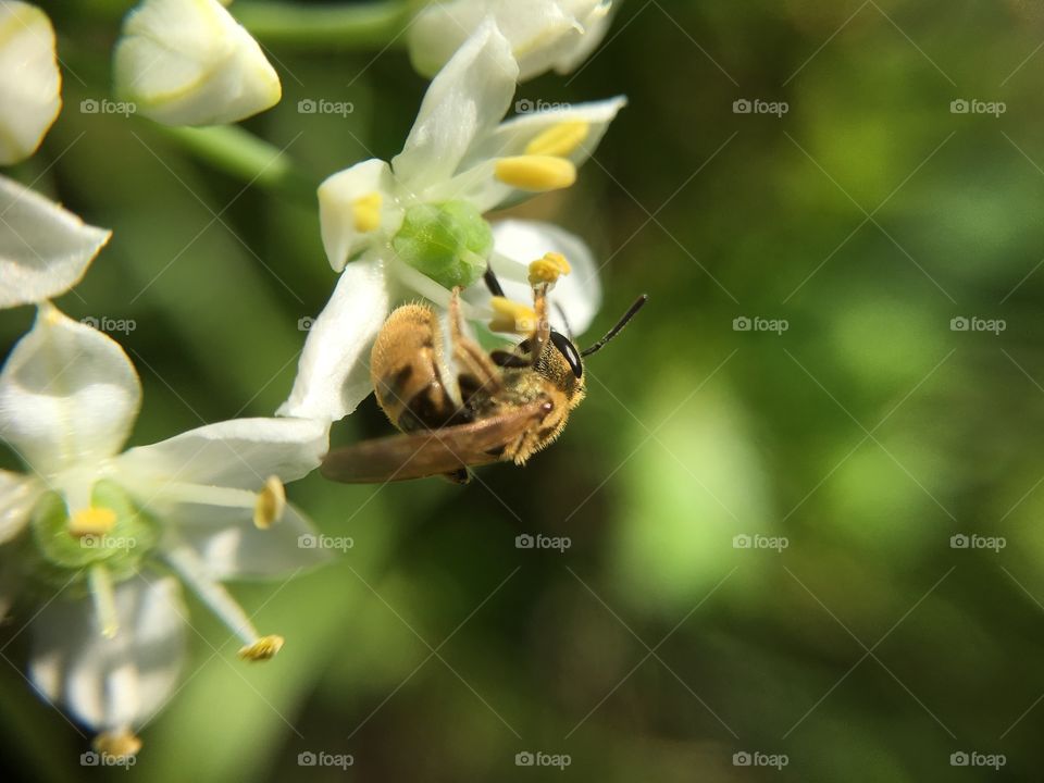 Bee with pollen