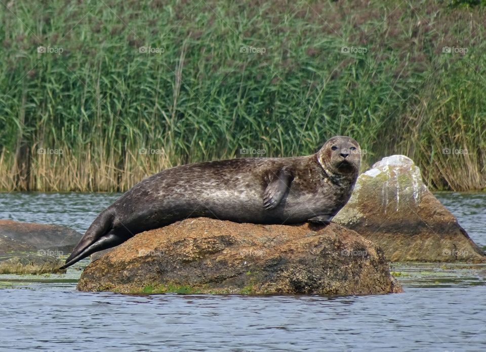 Grey seal sunbathing