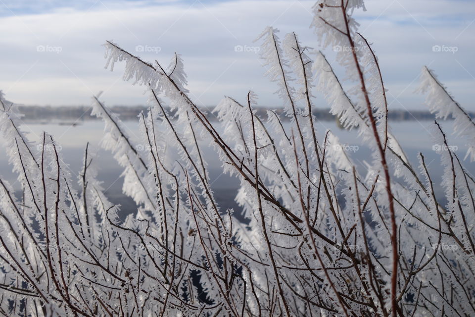 Frozen plant