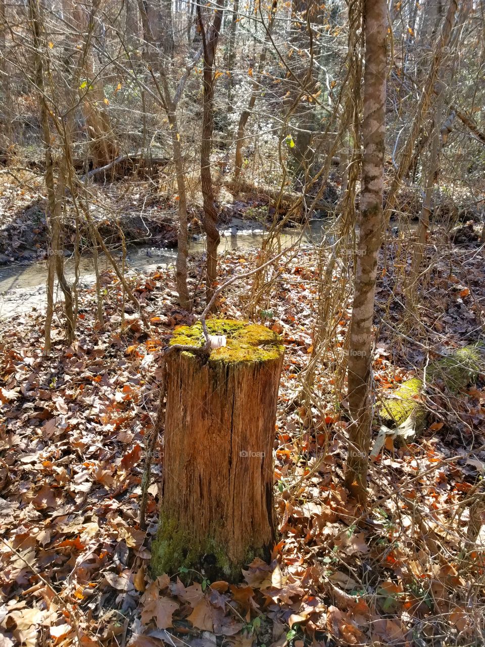 Stump in the Woods