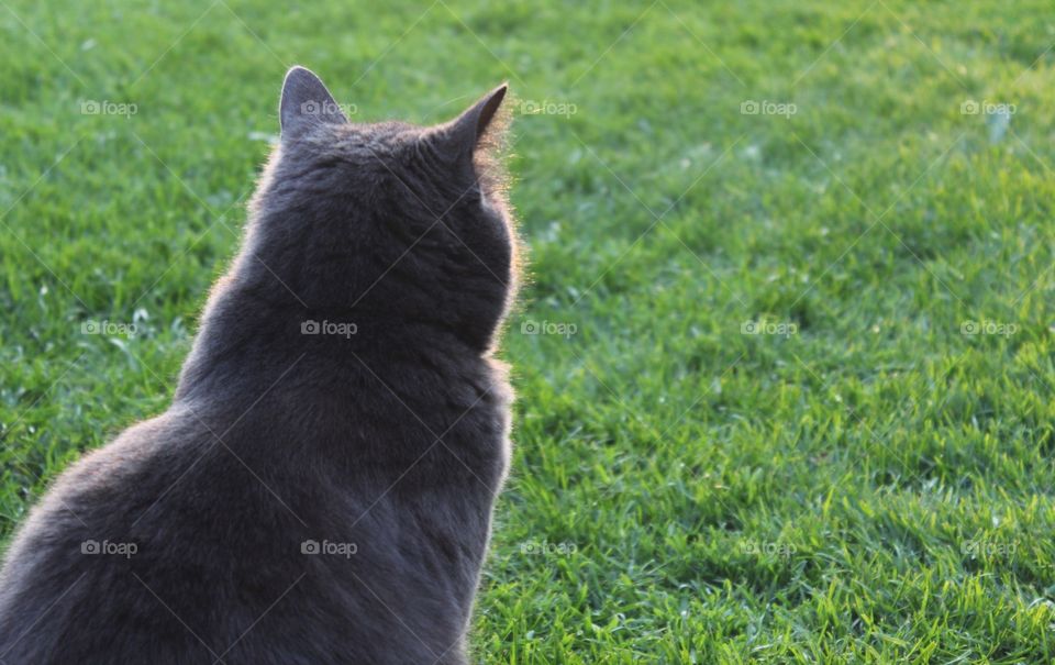 Grey cat sittning on lawn with back towards camera