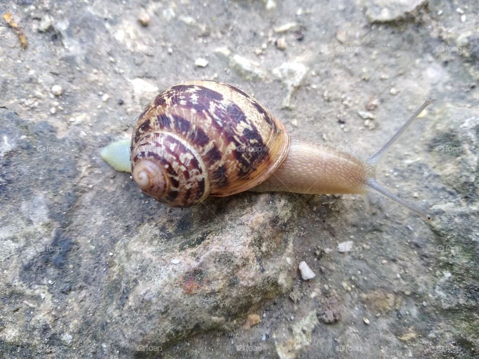 Snail