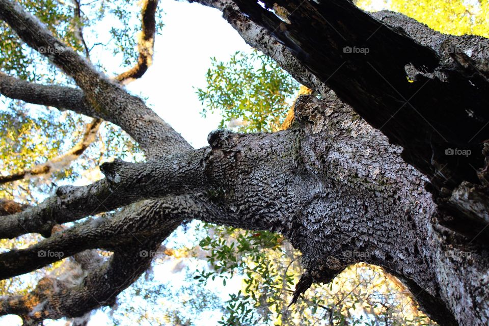 Close-up of a old oak tree