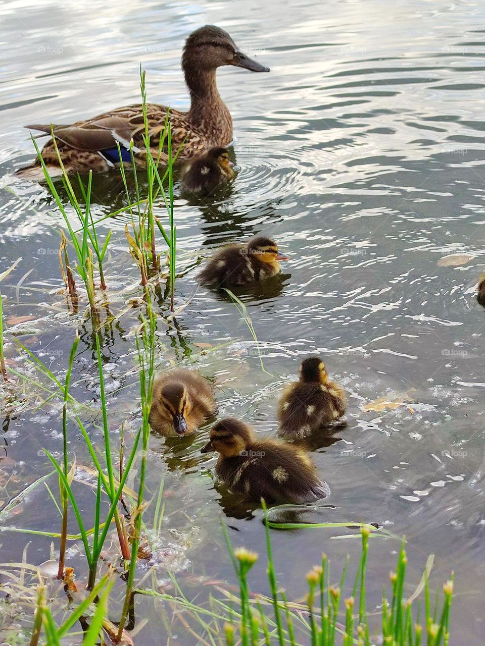 Nature.  Duck with ducklings swim in the water