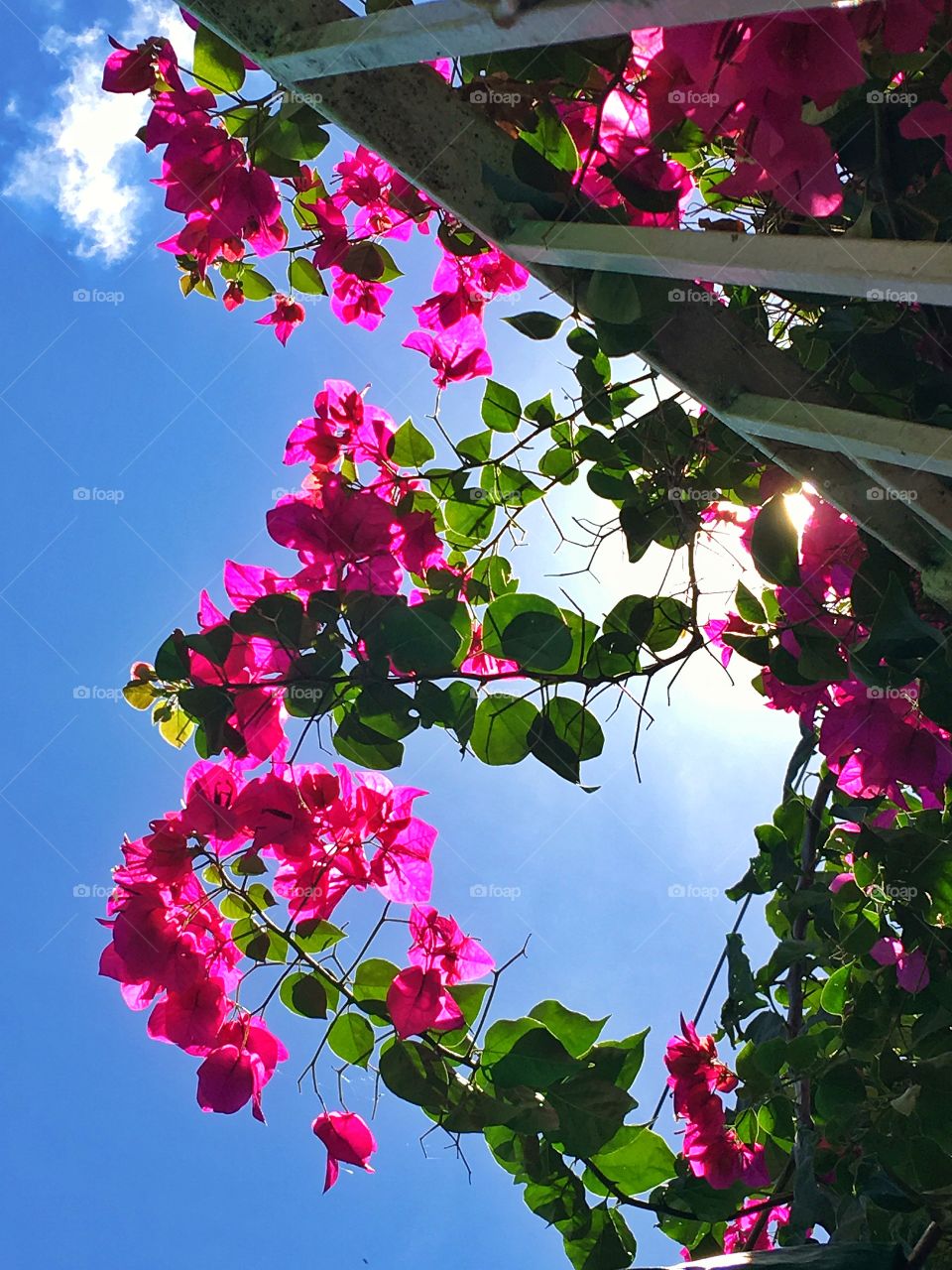 Flowers in the sky