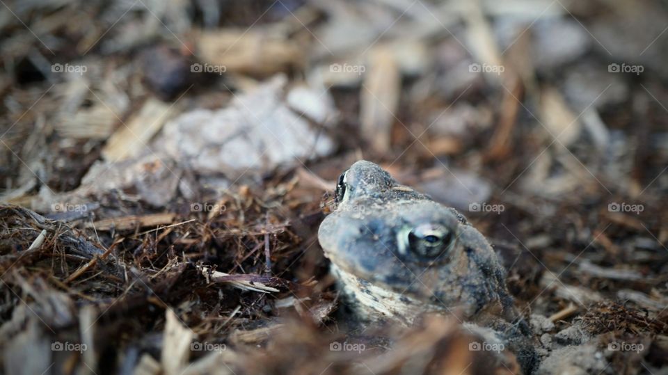 Curious toad popping his head through the mulch