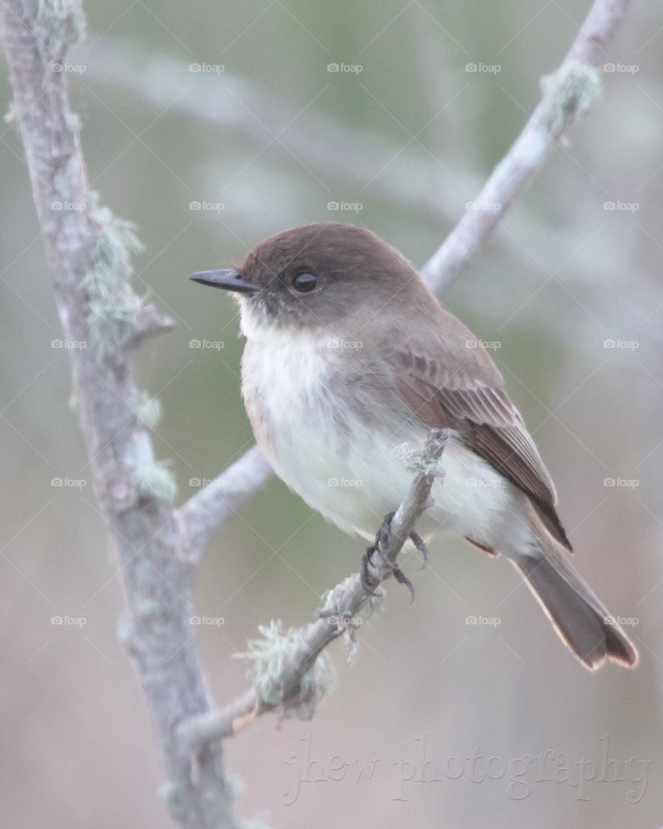 Eastern Phoebe