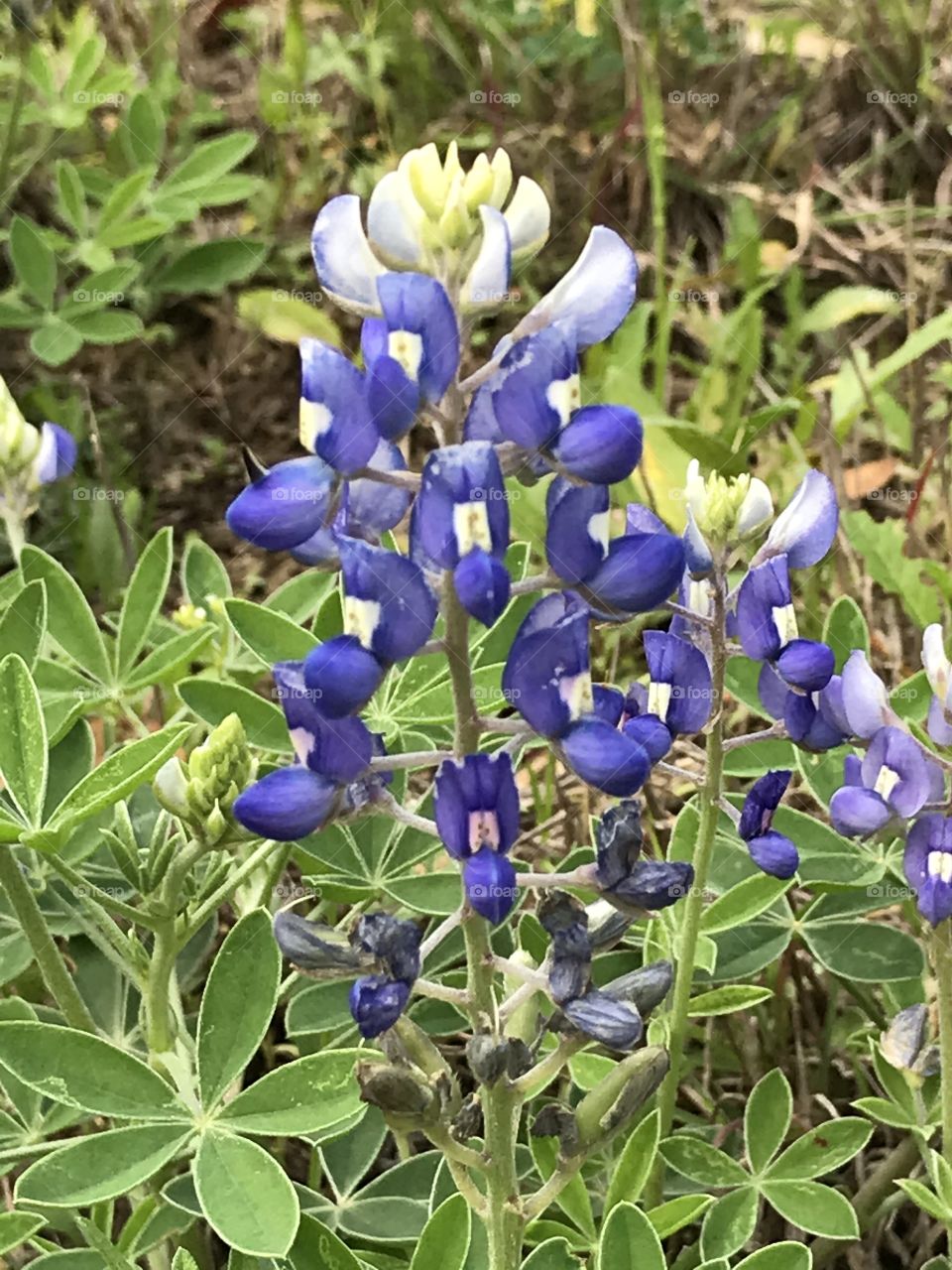 Texas Bluebonnets