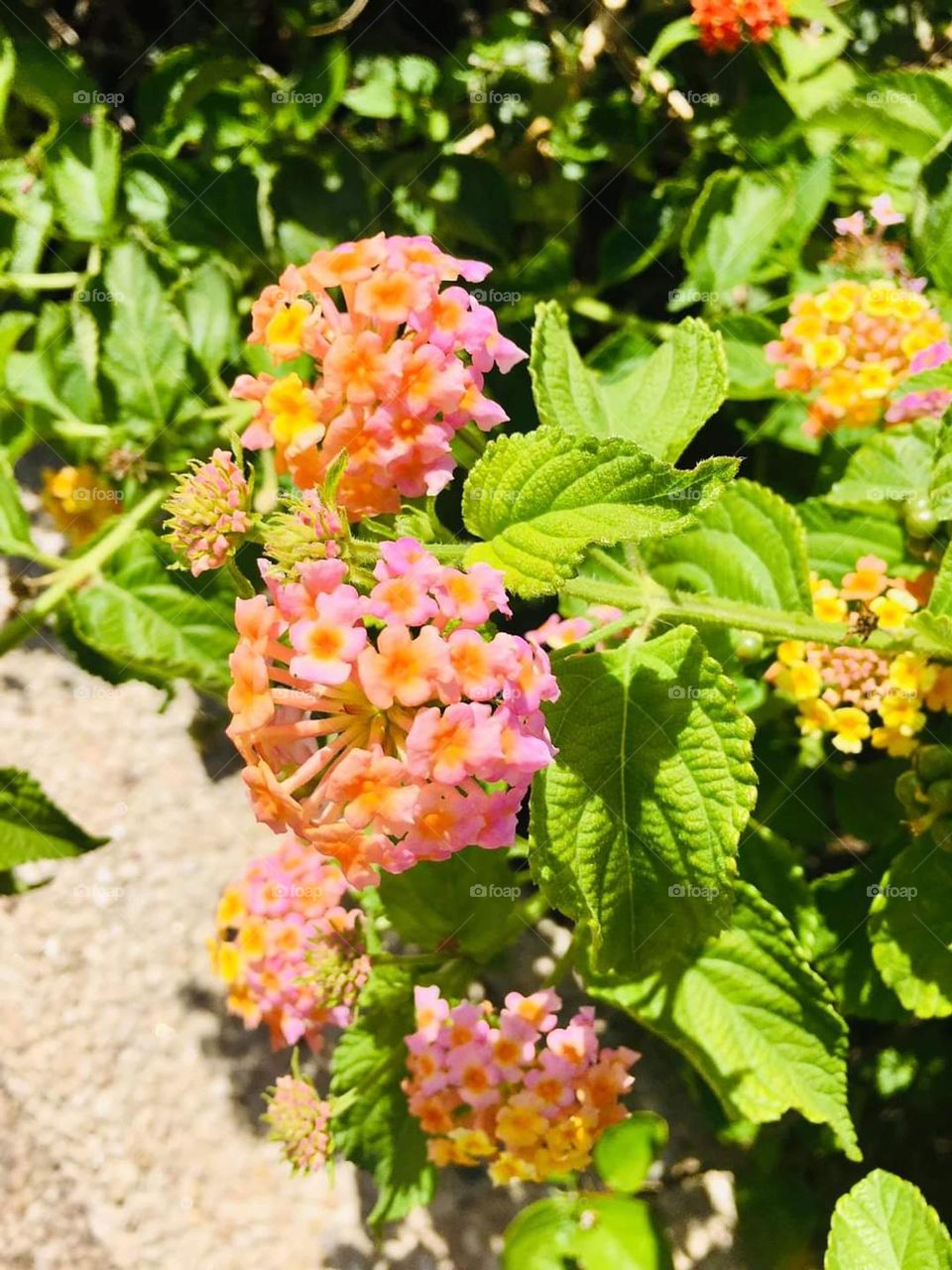 This wonderfully colored flower reminds me of my childhood and has a distinct scent