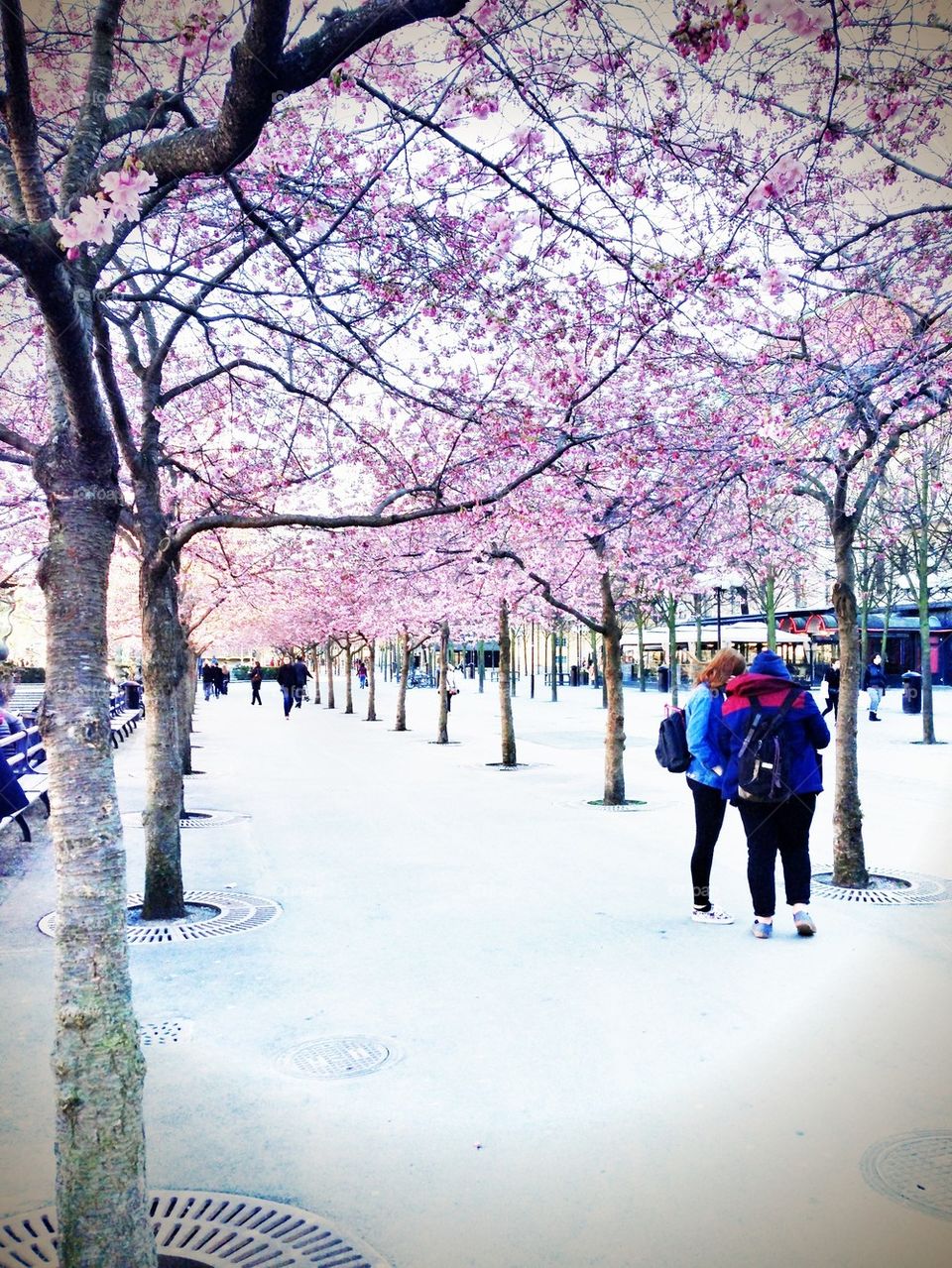 cherry blossom trees stockholm