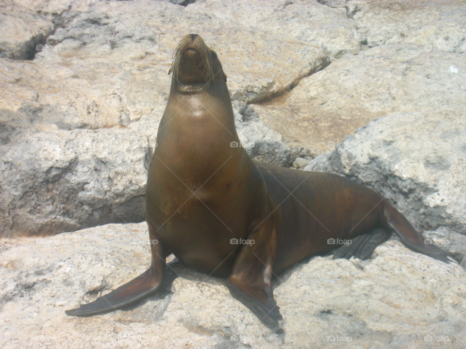 cute seal sea lion nature by izabela.cib