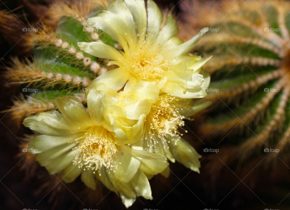 Cactus Flowers.