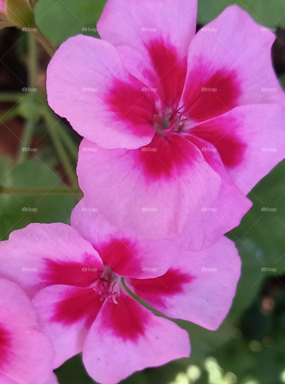 geranium