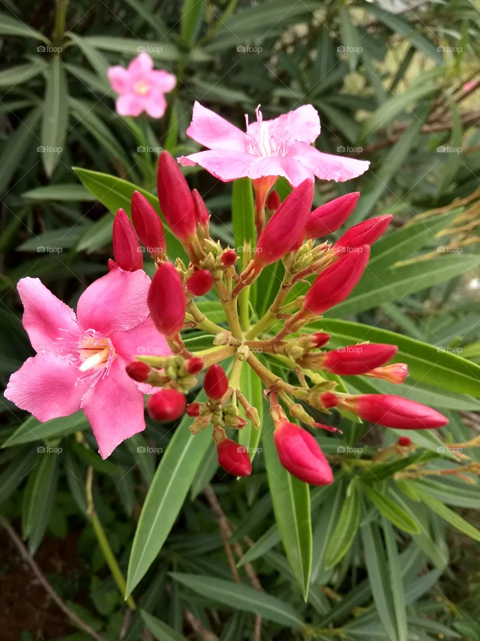 flower