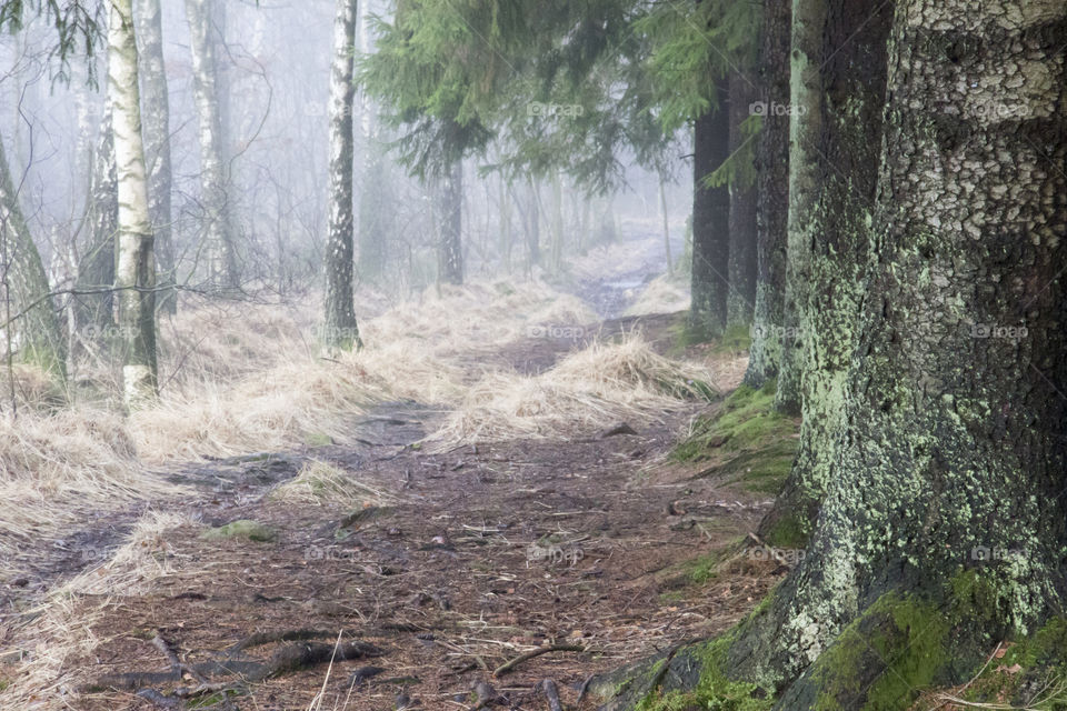 Path in foggy forest  - stig i skogen - dimma
