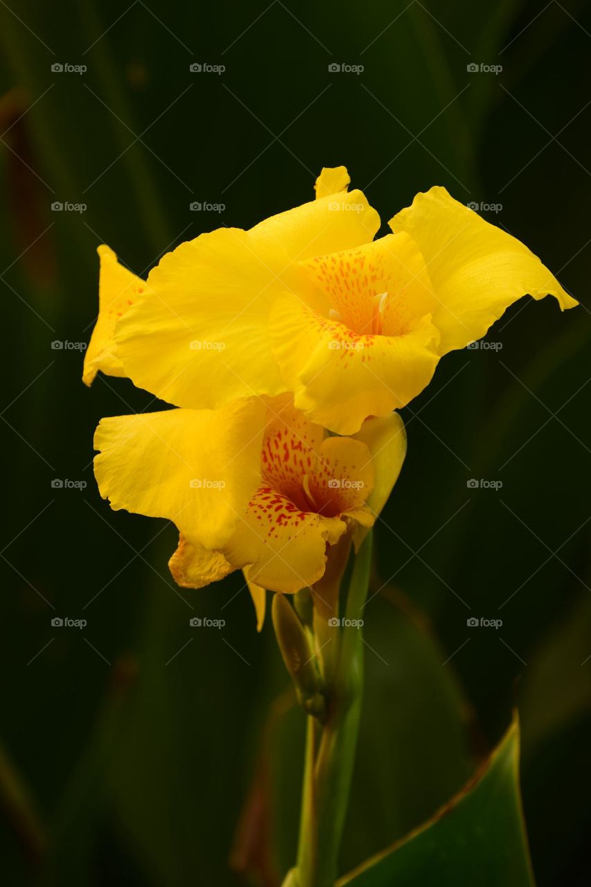 Yellow canna lily flower and beautiful bokeh background