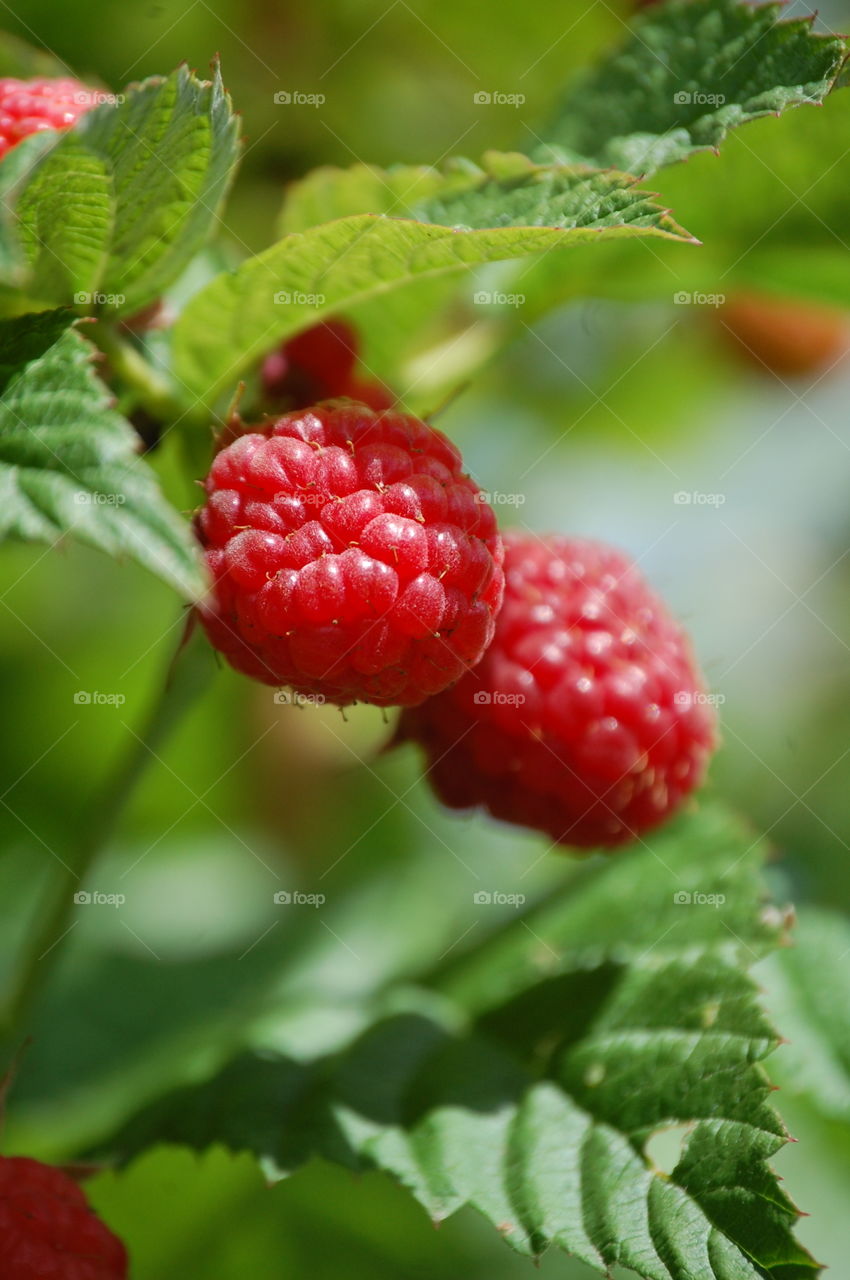 Leaf, Berry, Fruit, Food, Nature