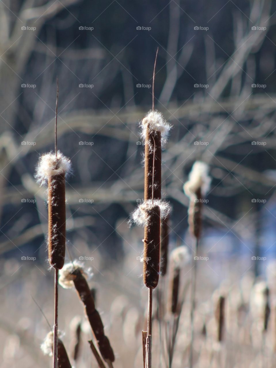 Cattails