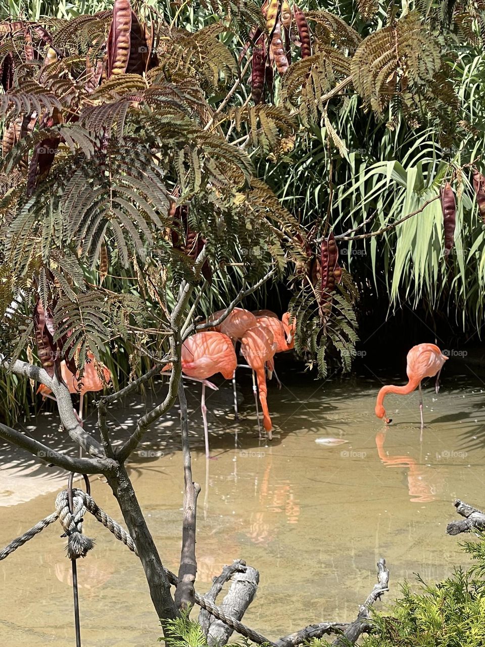 Beautiful flamingos enjoying environment 