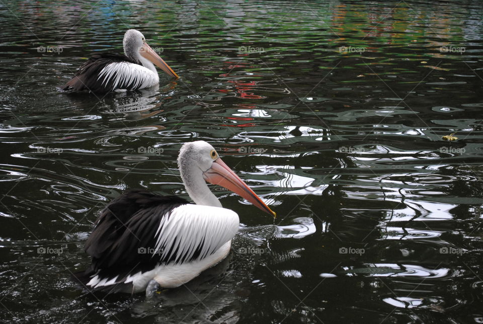 Two pelican