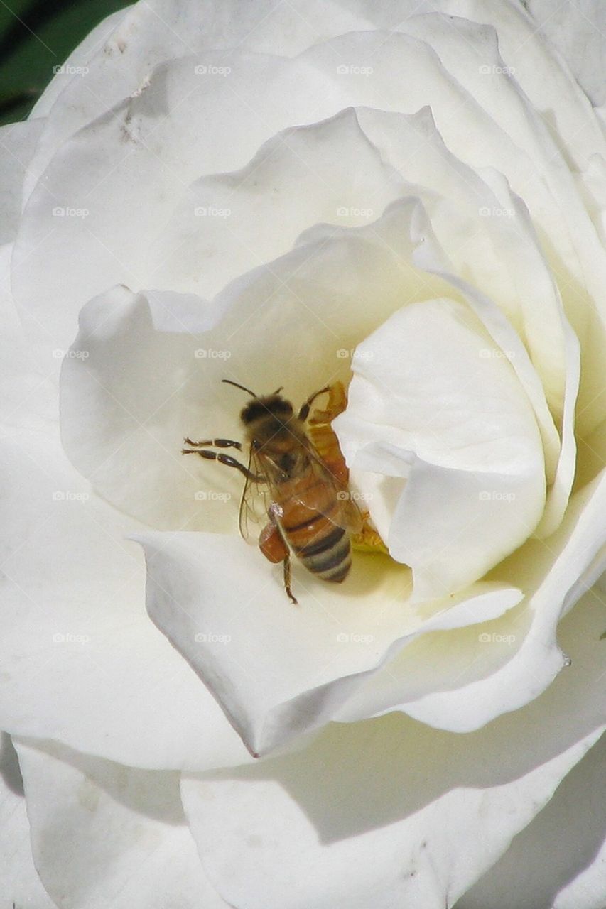 Rose and Bee