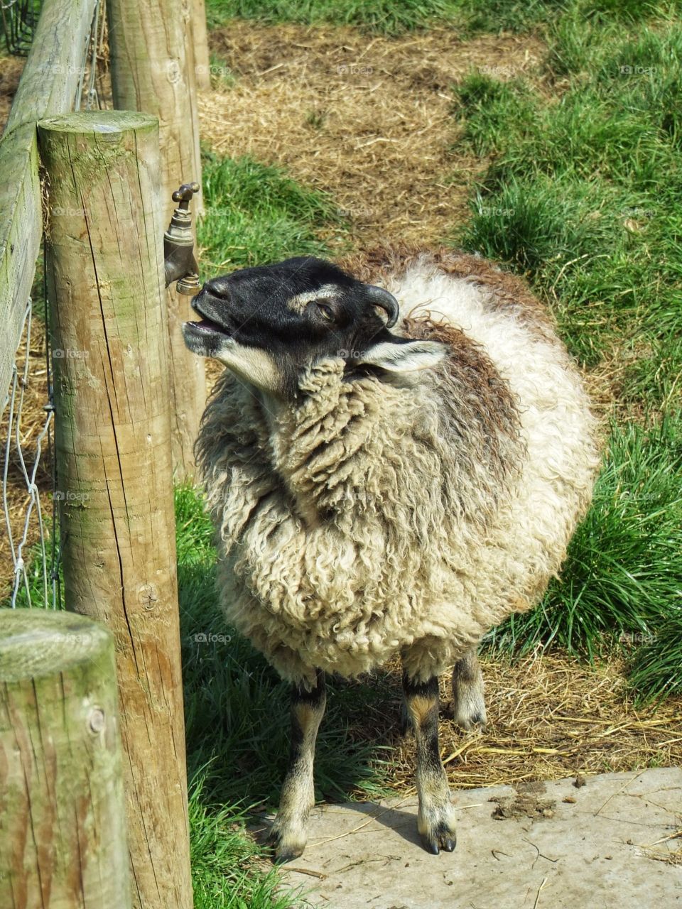 Sheep having a drink of water from the tap.