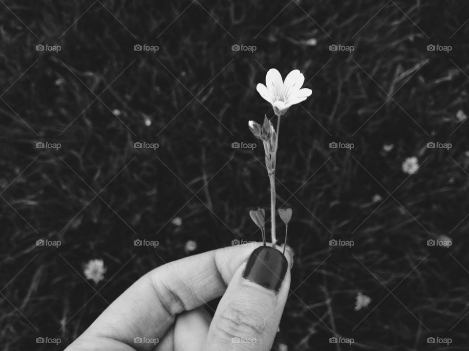 Flower, Hand, Flora, One, Leaf