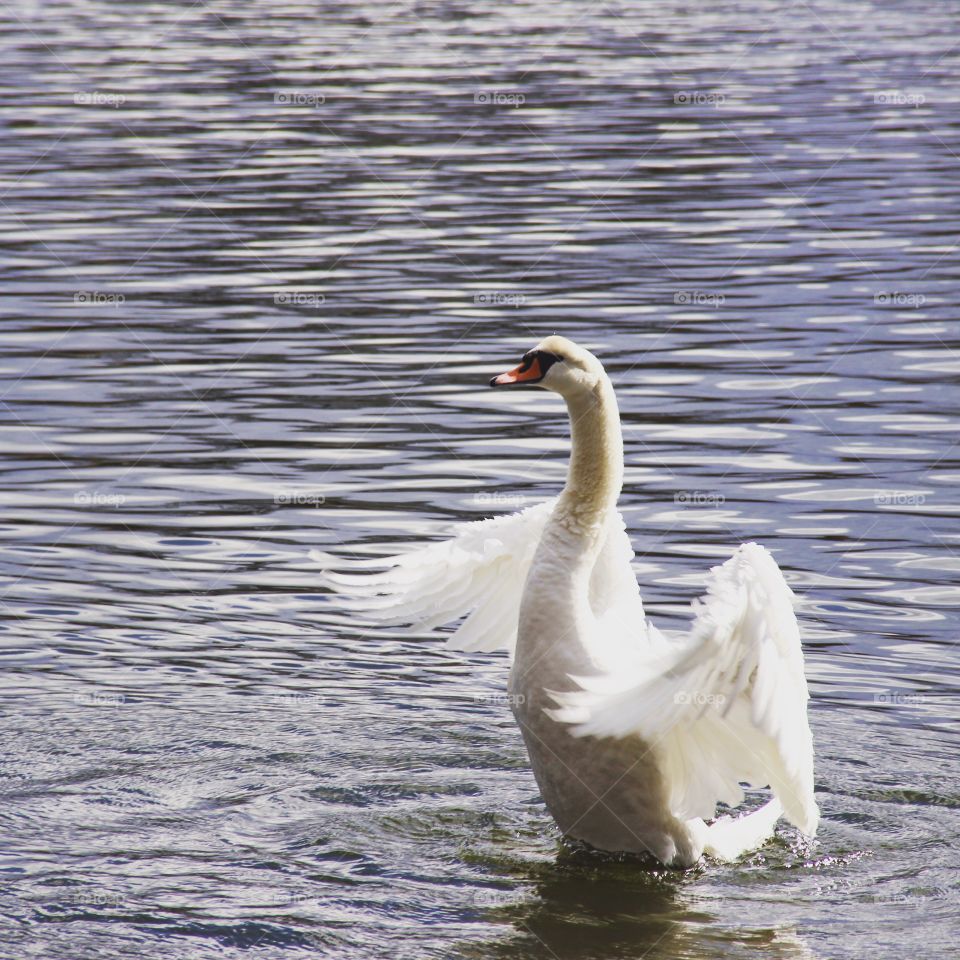 Swan. A swan in Christiania 😁