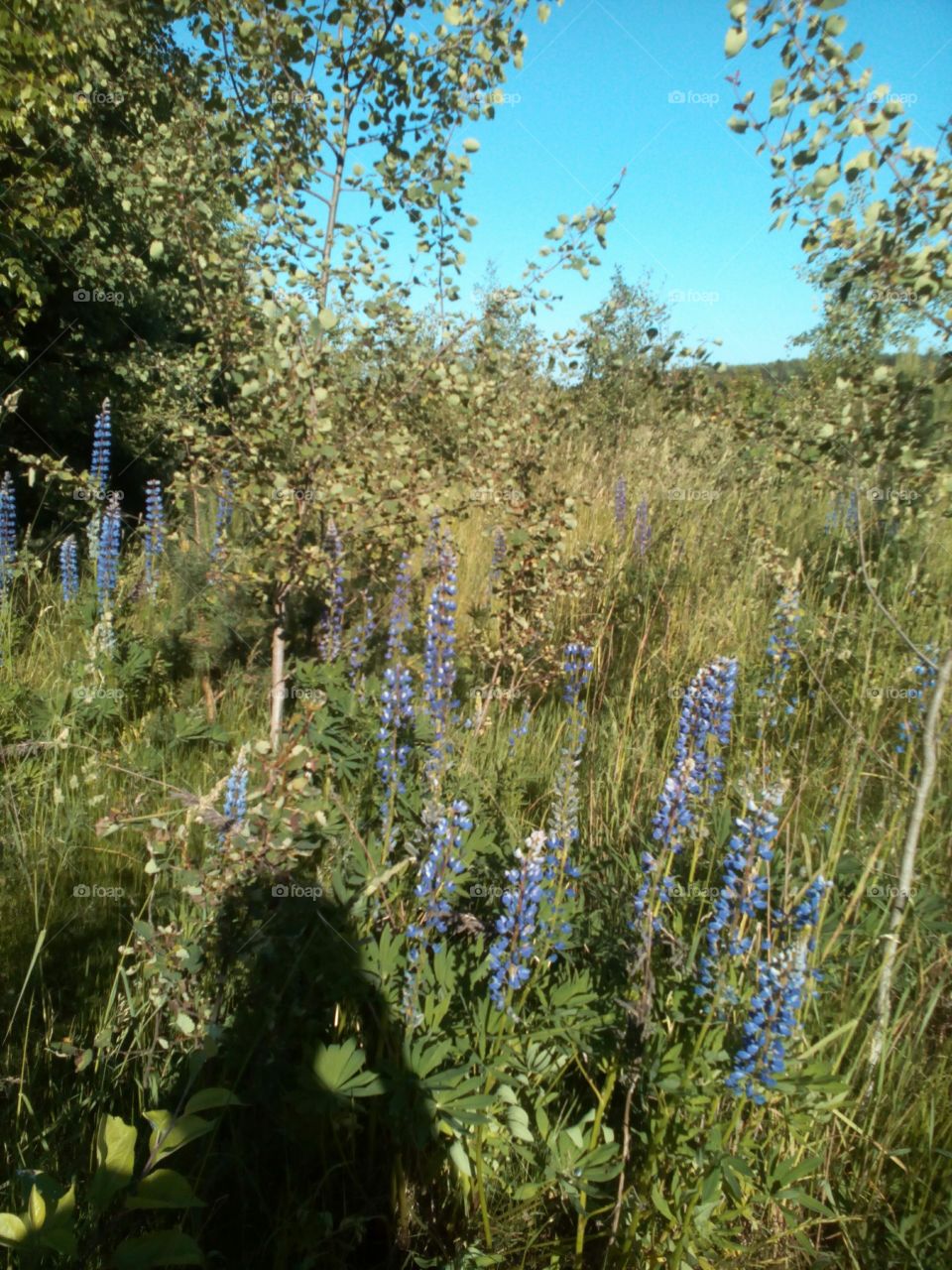 Nature, Flora, Flower, Summer, No Person