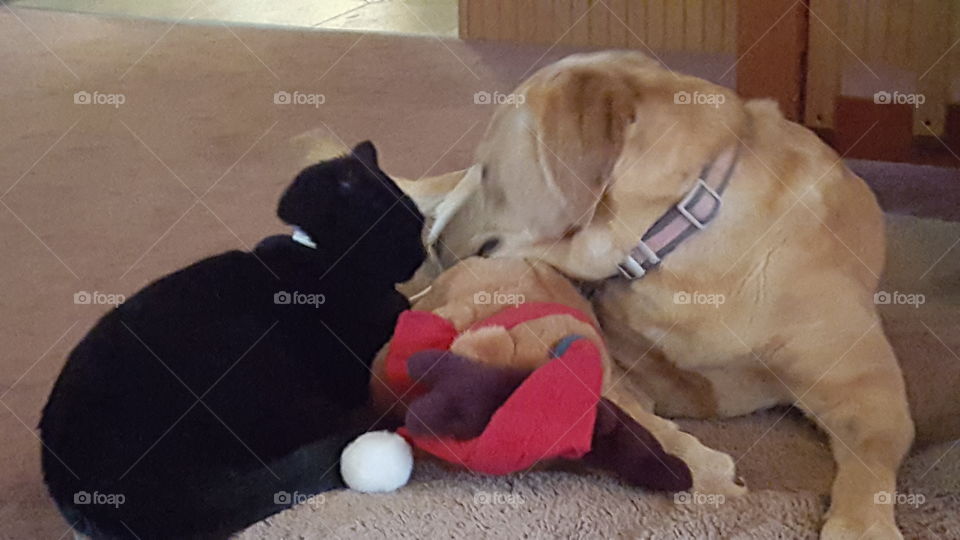 cuddling dog and cat