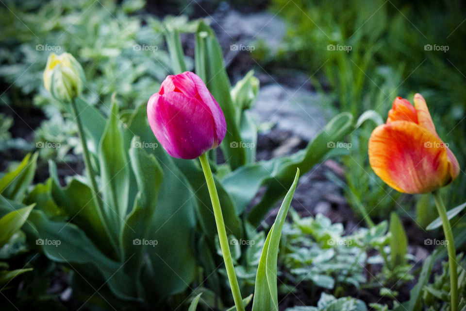 Colorful Tulips in the Spring