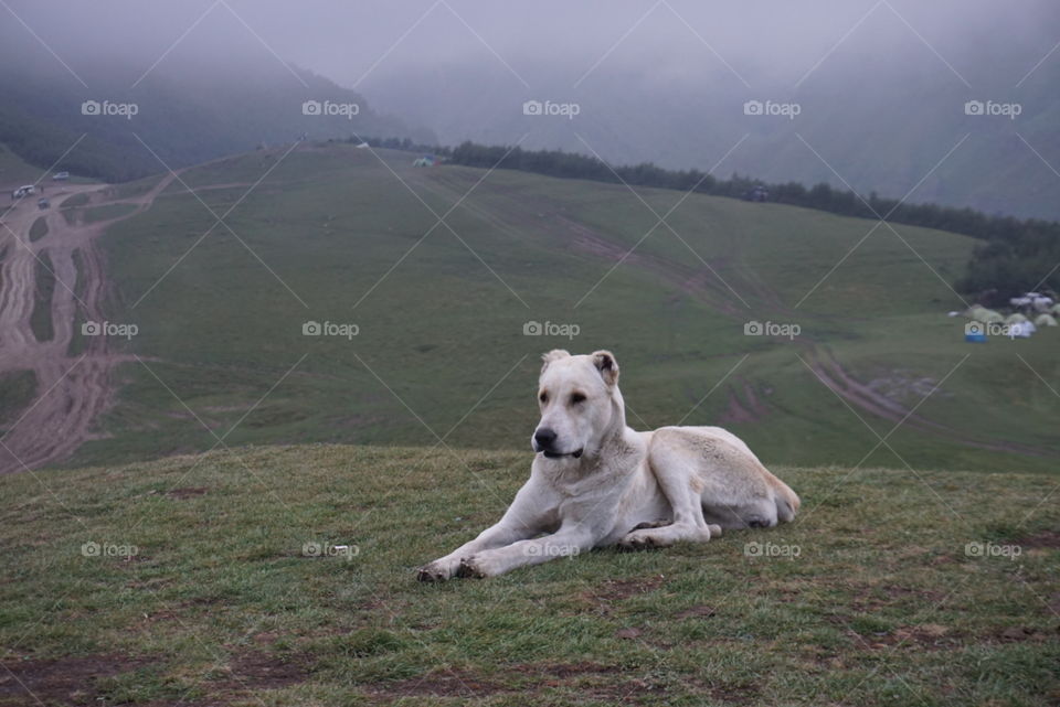 Dog, Landscape, Grass, No Person, Mammal