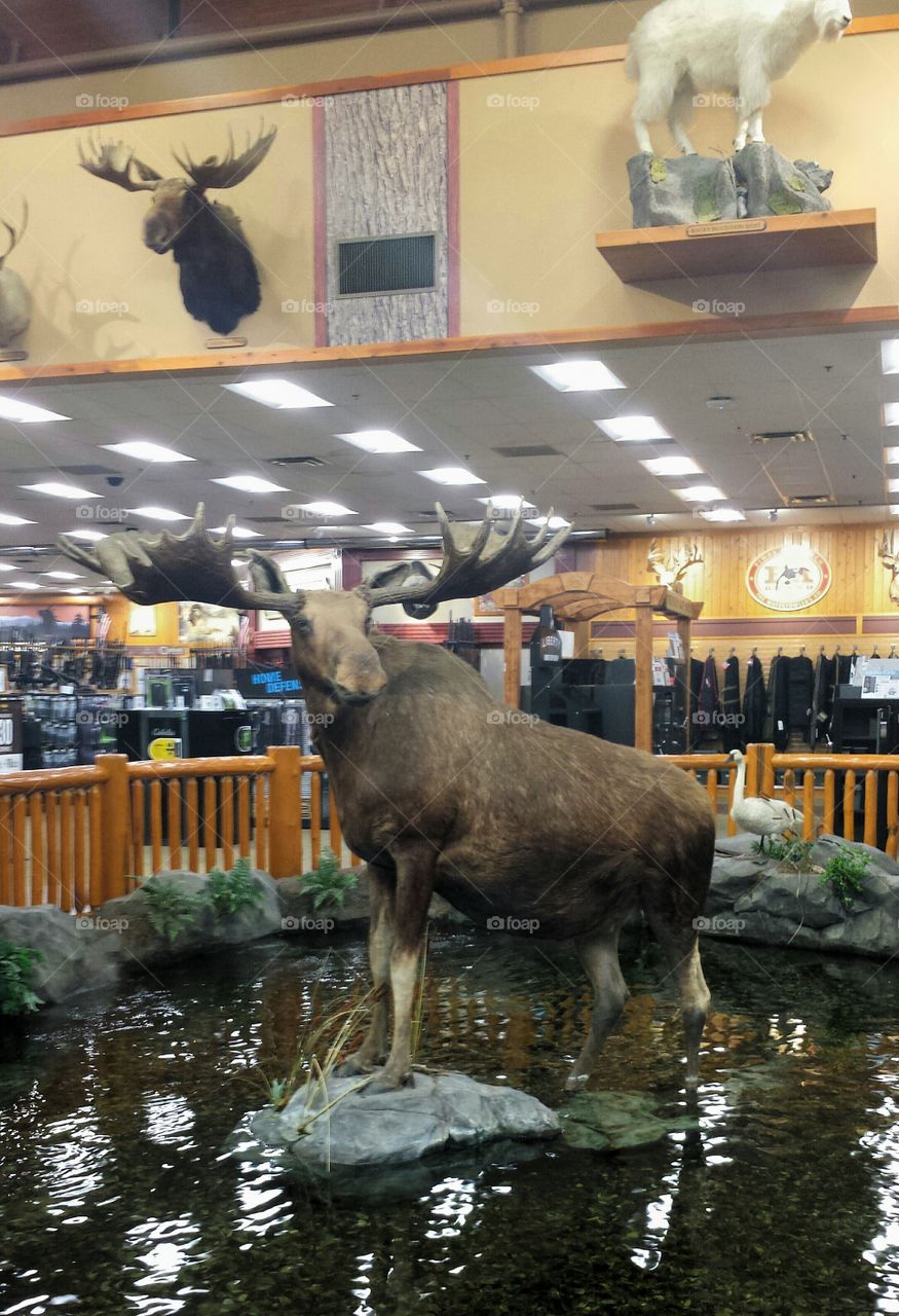 Stuffed Moose Standing in a Pond