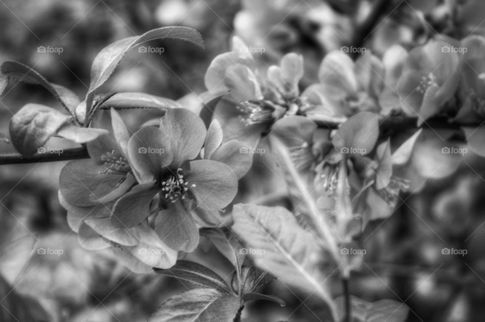 Monochrome, Flower, Nature, Flora, Leaf