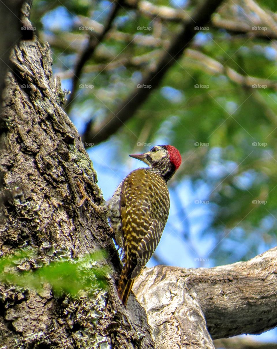 Bird, Wildlife, Nature, No Person, Outdoors