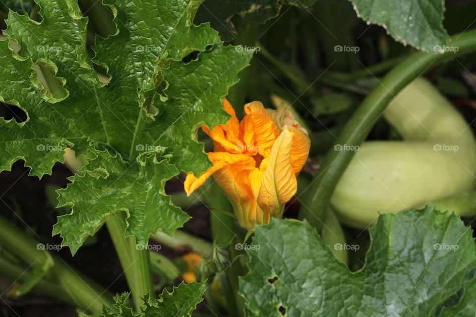 zucchini plant grows vegetable and blooms