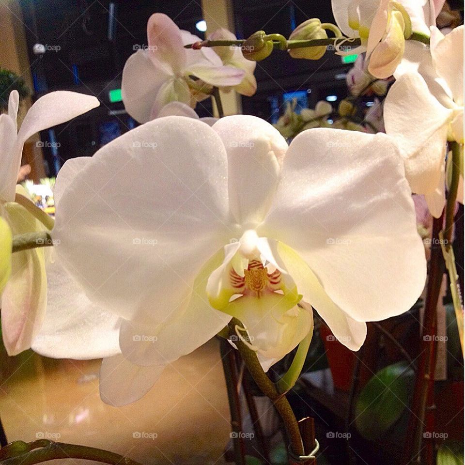 Orchid bloom