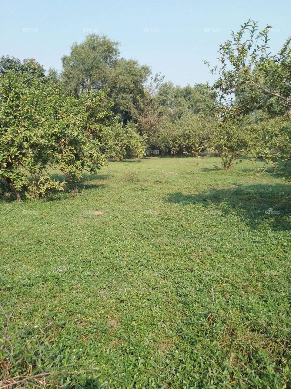Guava Garden