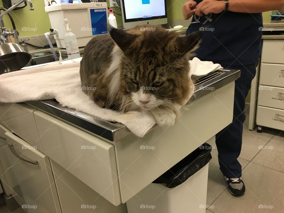 Very large cat- Main Coon. Visit to the vet.
