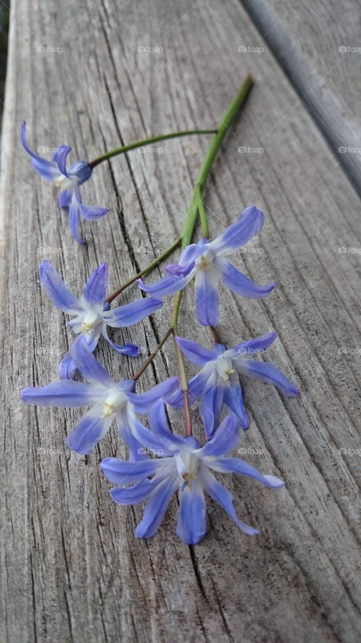 Spring flower 