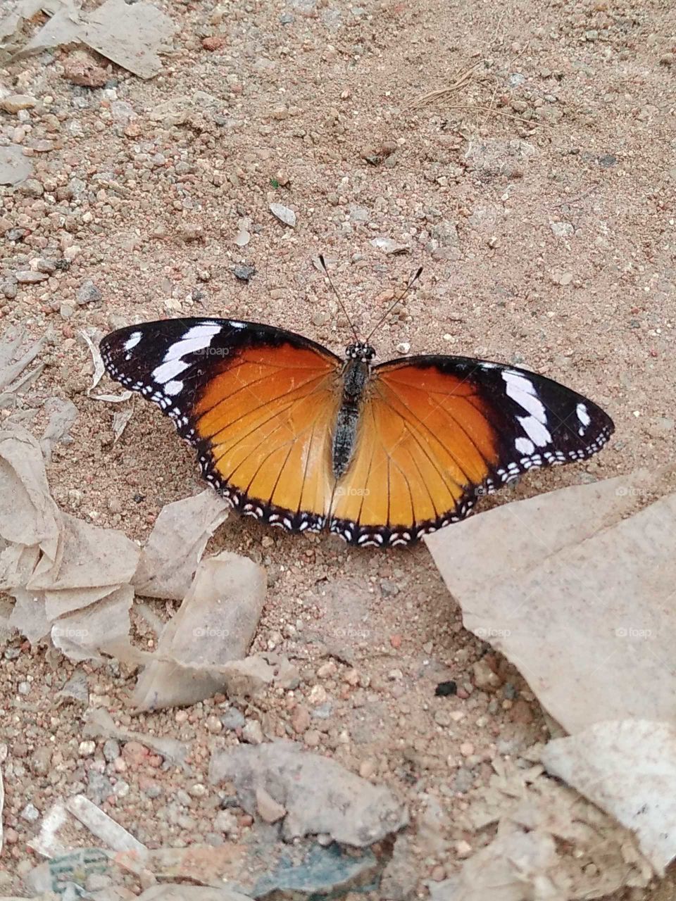 a beautiful butterfly in my garden