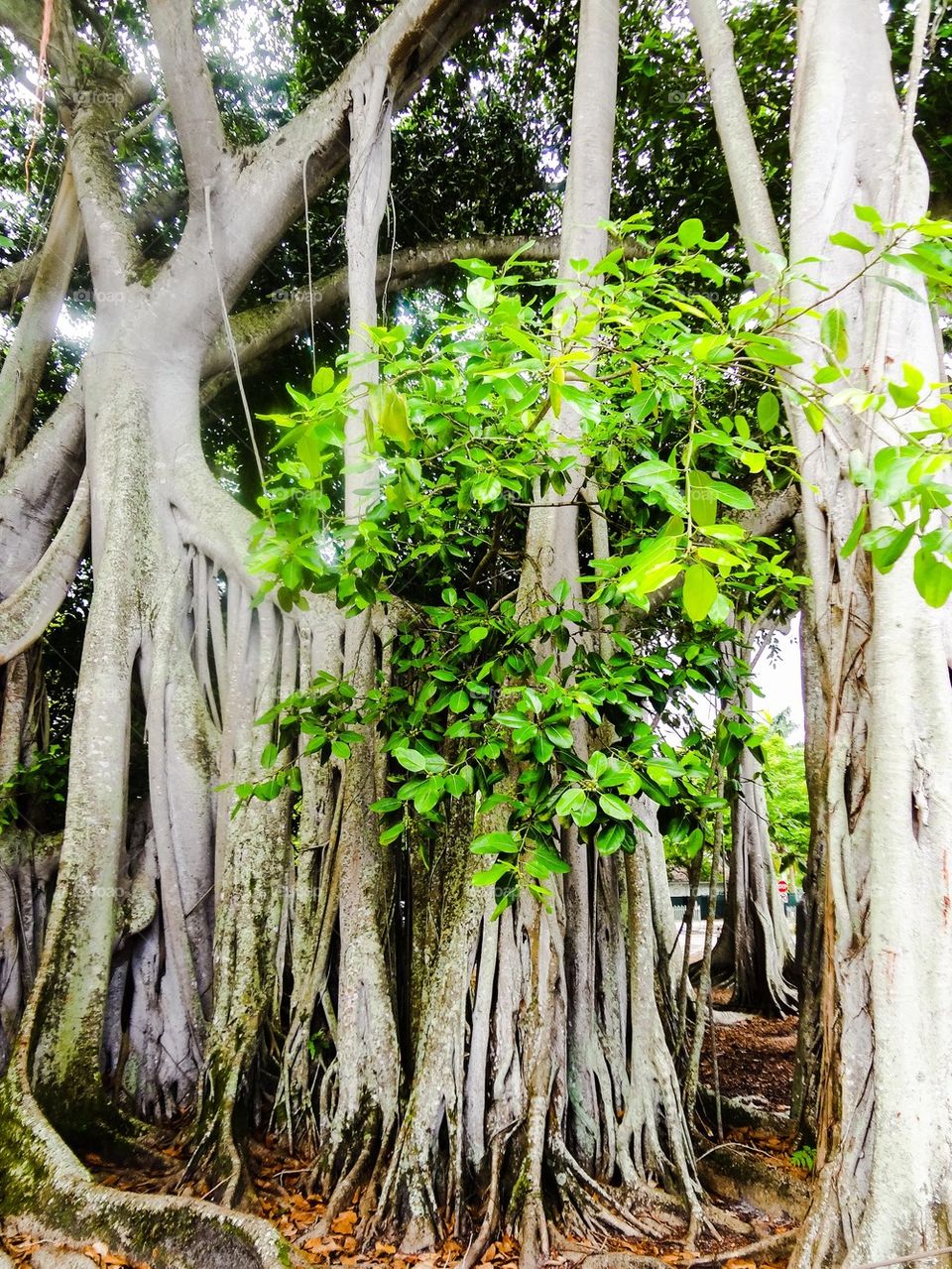 Banyan leaves