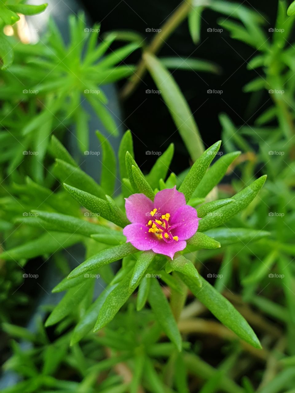 the Portulaca Grandiflora