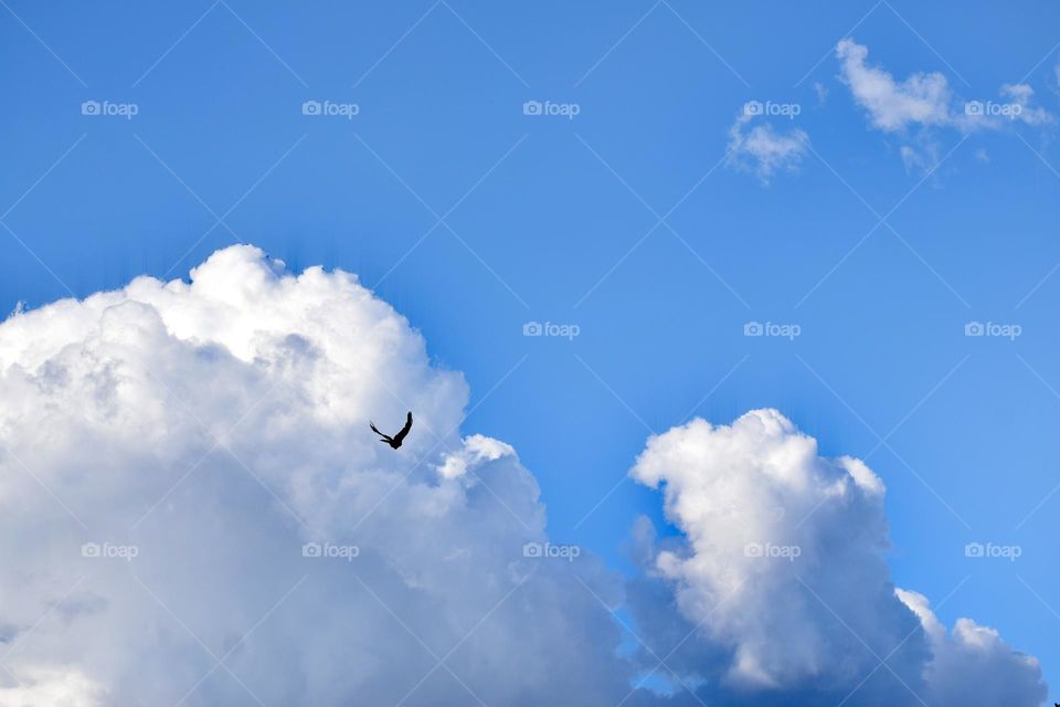 Bird in the clouds